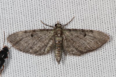 Hodges#7474 - Common Eupithecia * Eupithecia miserulata