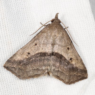 Hodges#8491 * Lost Owlet * Ledaea perditalis