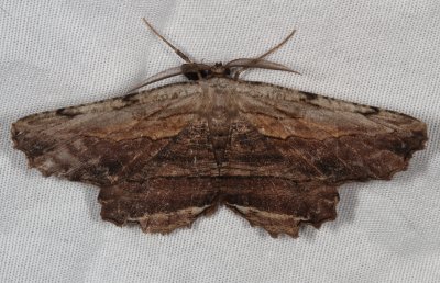 Hodges#6720 * Common Lytrosis * Lytrosis unitaria