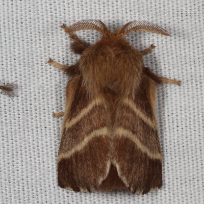 Hodges#7701 * Eastern Tent Caterpillar * Mallacosoma americanum