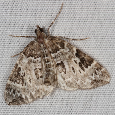 Hodges#7206 * White Eulithis * Eulithis explanata