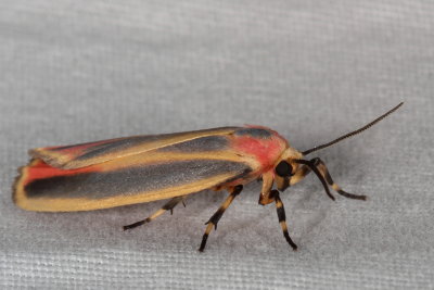 Hodges#8090 * Painted Lichen Moth * Hypoprepia fucosa