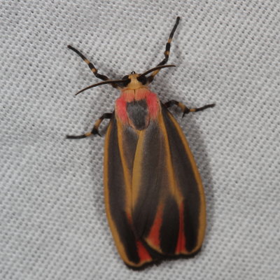 Hodges#8090 * Painted Lichen Moth * Hypoprepia fucosa