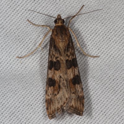 Hodges#5156 * Lucerne Moth * Nomophila nearctica