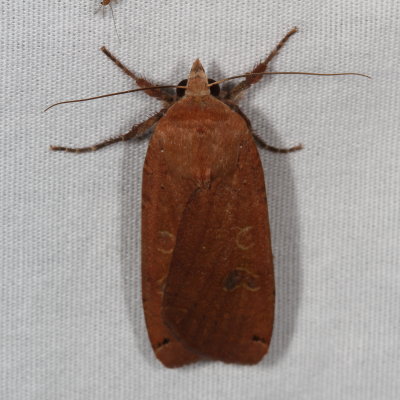 Hodges#11003.1 * Large Yellow Underwing * Noctua pronuba