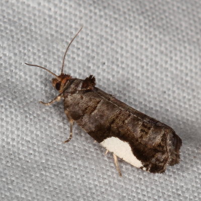 Hodges#2863 * White-spotted Hedya * Hedya chionosema