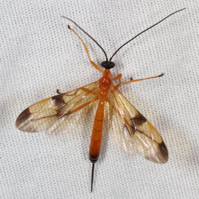 Ichneumonidae : Ichneumon Wasps