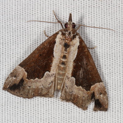 Hodges#8442 * Baltimore Bomolocha * Hypena baltimoralis