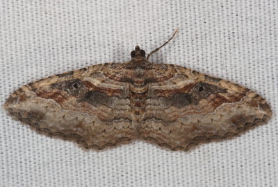 Hodges#7416 - Bent-line Carpet ♀ * Costaconvexa centrostrigaria