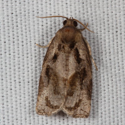 Hodges#3660 * Gray Archips Moth * Archips grisea
