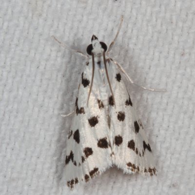 Hodges#4794 * Spotted Peppergrass Moth * Eustixia pupula