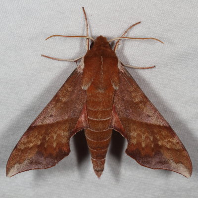 Hodges#7886 * Azalea Sphinx * Darapsa choerilus