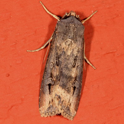 Hodges#10663 * Ipsilon Dart * Agrotis ipsilon