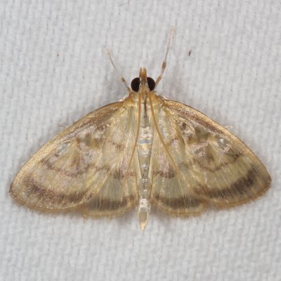 Hodges#4945 * Pale-winged Crocidophora Moth * Crocidophora tuberculalis