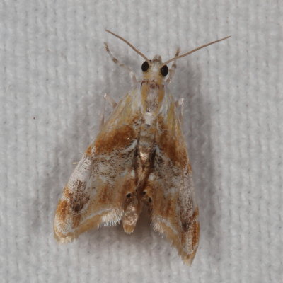 Hodges#4889 * Julia's Dicymolomia Moth * Dicymolomia julianalis 
