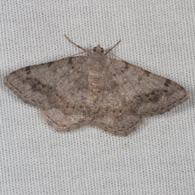 Hodges#6386 - Faint-spotted Angle * Digrammia ocellinata