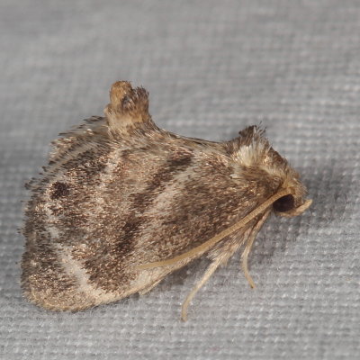 Hodges#4661 * Elegant Tailed Slug Moth * Packardia elegans