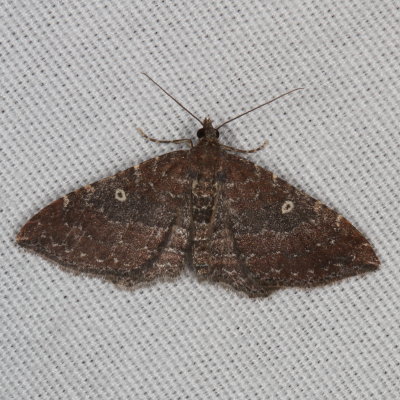 Hodges#7414 * The Gem ♀ * Orthonama obstipata