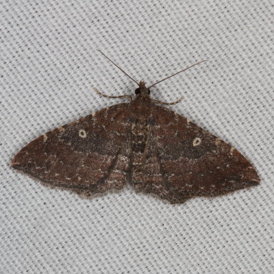 Hodges#7414 * The Gem ♀  * Orthonama obstipata