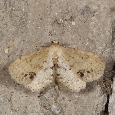 Hodges#7126 * Single-dotted Wave * Idaea dimidiata