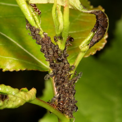 Chaitophorus populicola - Poplar Leaf Aphid