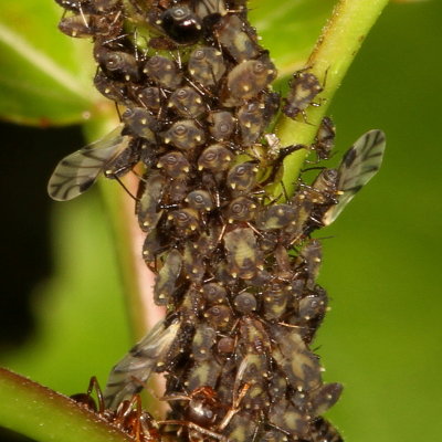 Chaitophorus populicola - Poplar Leaf Aphid