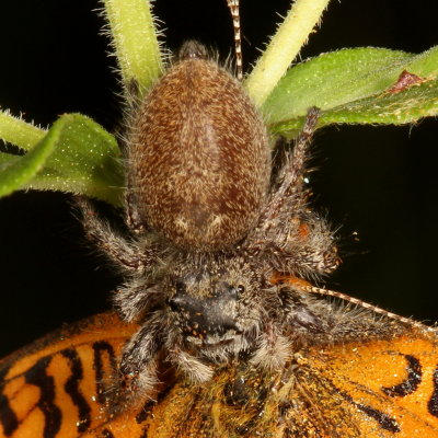 Phidippus princeps catches Silver-bordered Fritillary