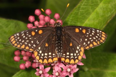 Baltimore Checkerspot