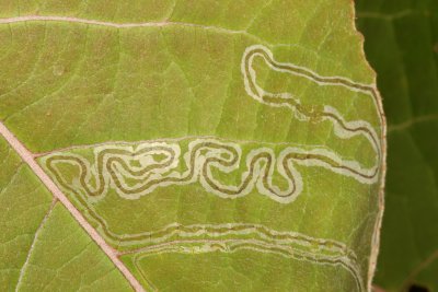 Hodges#0852 * Common Aspen Leaf Miner * Phyllocnistis populiella