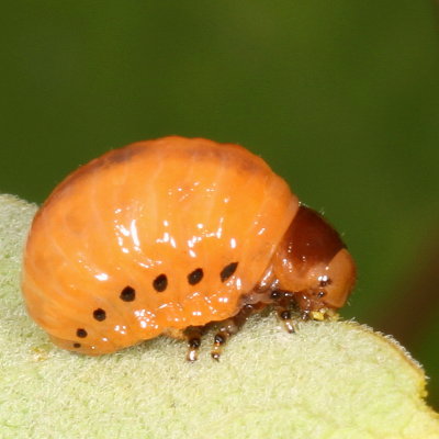Labidomera clivicollis Larva