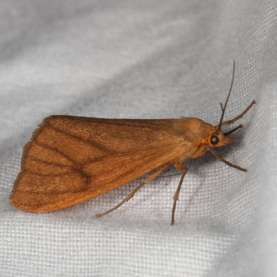 Hodges#8118 * Virbia opella