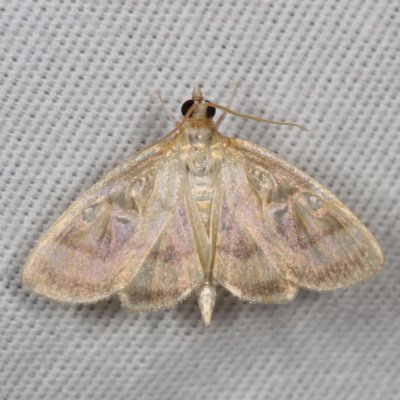  Hodges#4945  * Pale-winged Crocidophora * Crocidophora tuberculalis