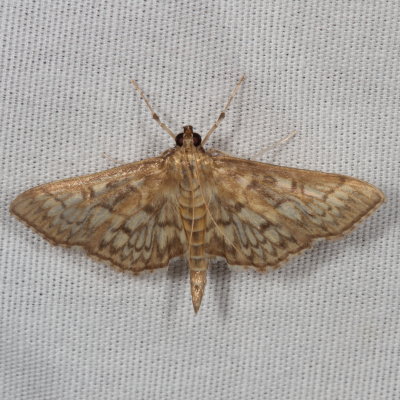Hodges#5275 * Bold-feathered Grass Moth * Herpetogramma pertextalis