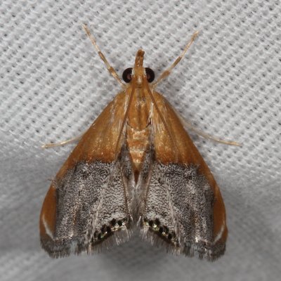 Hodges#4895 * Sooty-winged Chalcoela Moth * Chalcoela iphitalis
