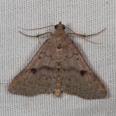 Hodges#8370 * Bent-winged Owlet * Bleptina caradrinalis