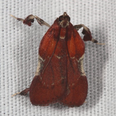Hodges#5552 * Boxwood Leaftier * Galasa nigrinodis