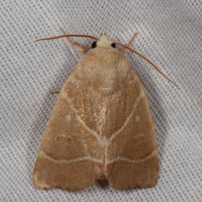 Hodges#9815 * American Dun-bar Moth * Cosmia calami 
