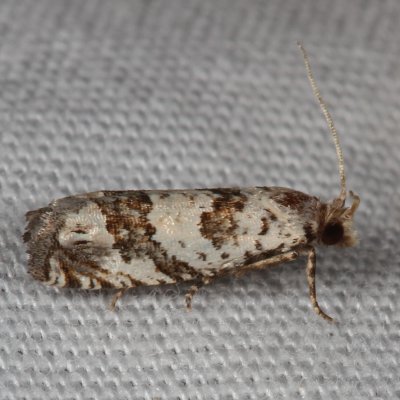 Hodges#3091 * Eucosma matutina