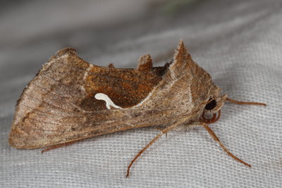 Hodges#8924 * Celery Looper * Anagrapha falcifera