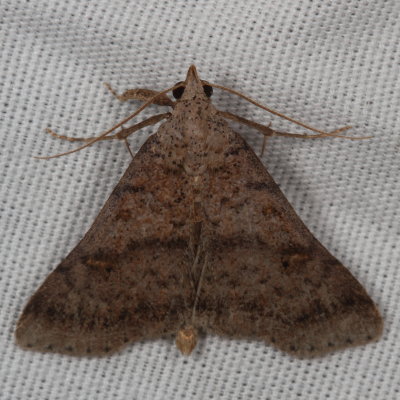 Hodges#8370 * Bent-winged Owlet * Bleptina caradrinalis