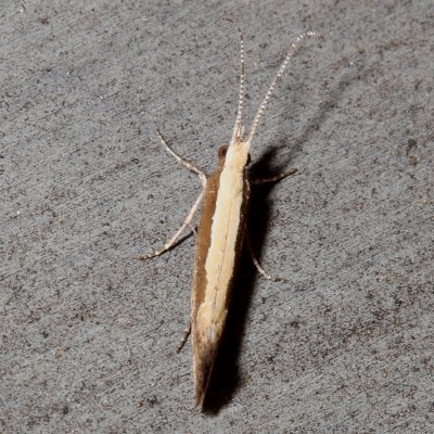 Hodges#2366 * Diamondback Moth * Plutella xylostella