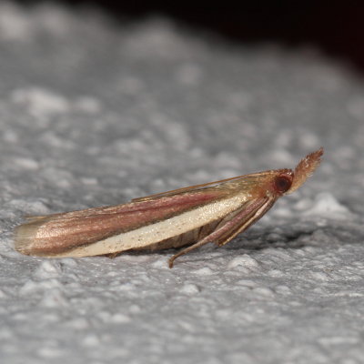 Hodges#6053 * Carmine Snout Moth * Peoria approximella