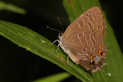 Striped Hairstreak