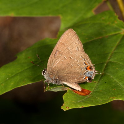 Banded Hairstreak