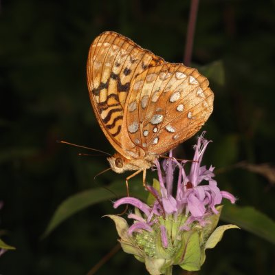 Great Spangled Fritillary
