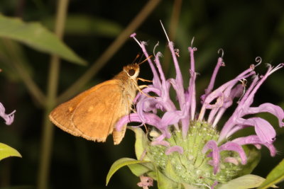 Broad-winged Skipper