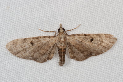 Hodges#7474 * Common Eupithecia * Eupithecia miserulata