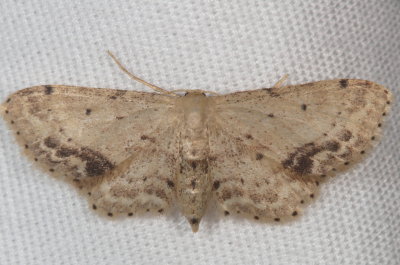 Hodges#7126 * Single-dotted Wave *  Idaea dimidiata