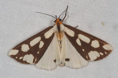 Hodges#8112 * Confused Haploa Moth * Haploa confusa