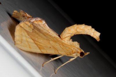 Hodges#7196/7 *  Eulithis sp.